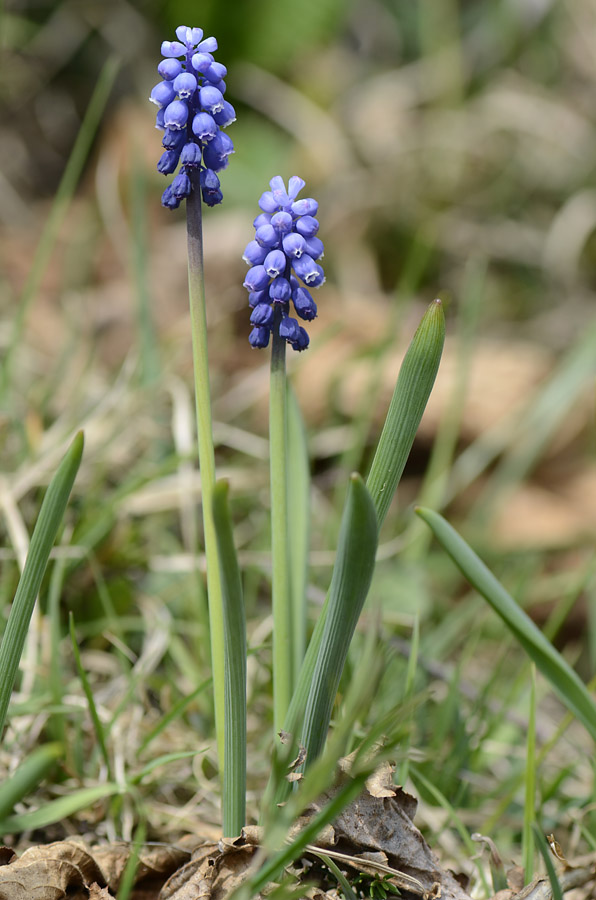 Muscari botryoides, albino